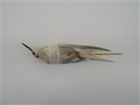 藏品(燕鷗)的圖片